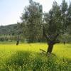Chalkidiki 06.05.2012