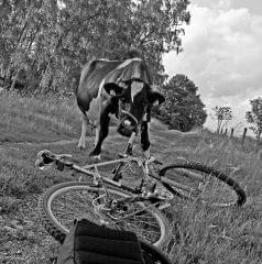 Krowa vs Rower 