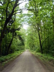 Las niedaleko gminy Nasielsk