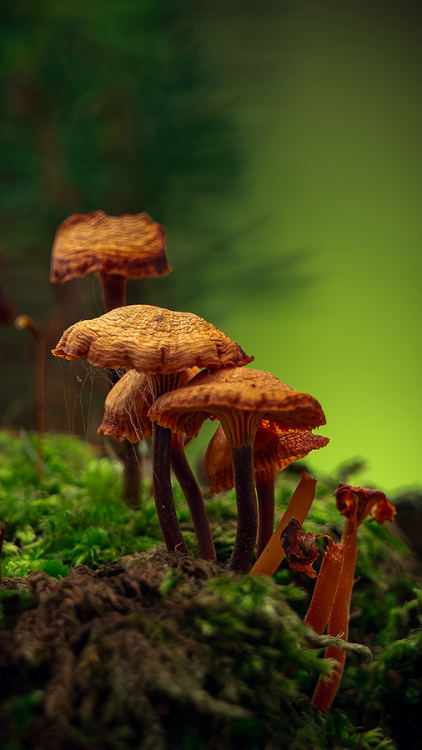 DSC_6992m.png